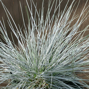 Festuca glauca 'Blue Whiskers' - Blue Whiskers Fescue