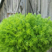 Load image into Gallery viewer, Lemon Ball Sedum
