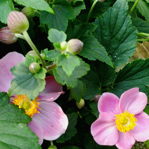 Anemone × hybrida ‘September Charm’ - September Charm Japanese Anemone