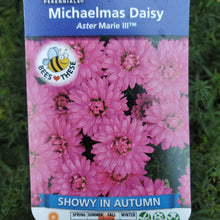 Load image into Gallery viewer, Aster Marie III™ - Michaelmas Daisy
