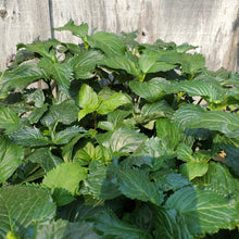 Load image into Gallery viewer, Chelone lyonii ‘Hot Lips’ - Hot Lips Turtlehead
