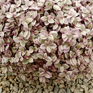 Callisia repens - Turtle Vine (Tradescantia callisia, Inch Plant)