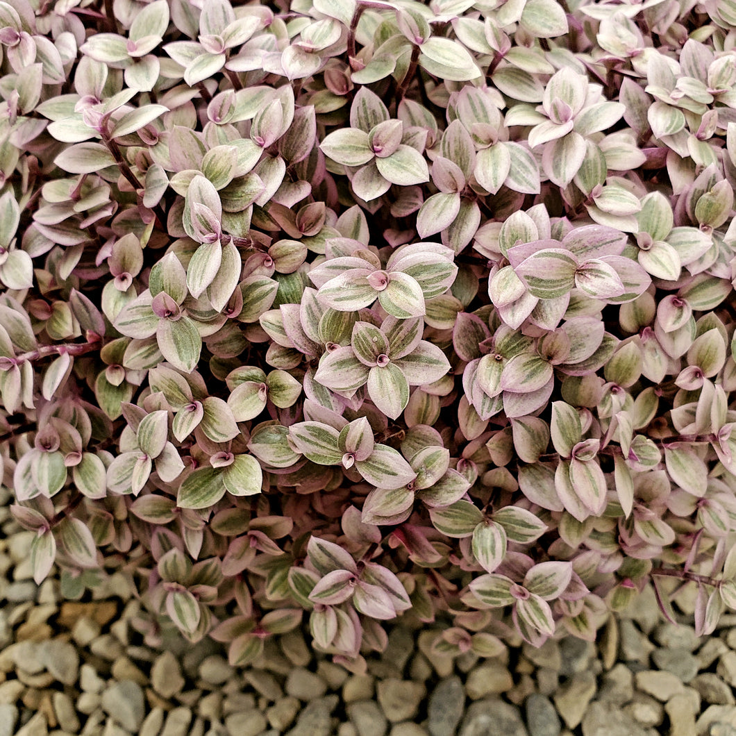 Callisia repens - Turtle Vine (Tradescantia callisia, Inch Plant)
