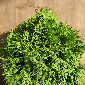 Thuja occidentalis 'Tater Tot®' - Tater Tot® Arborvitae