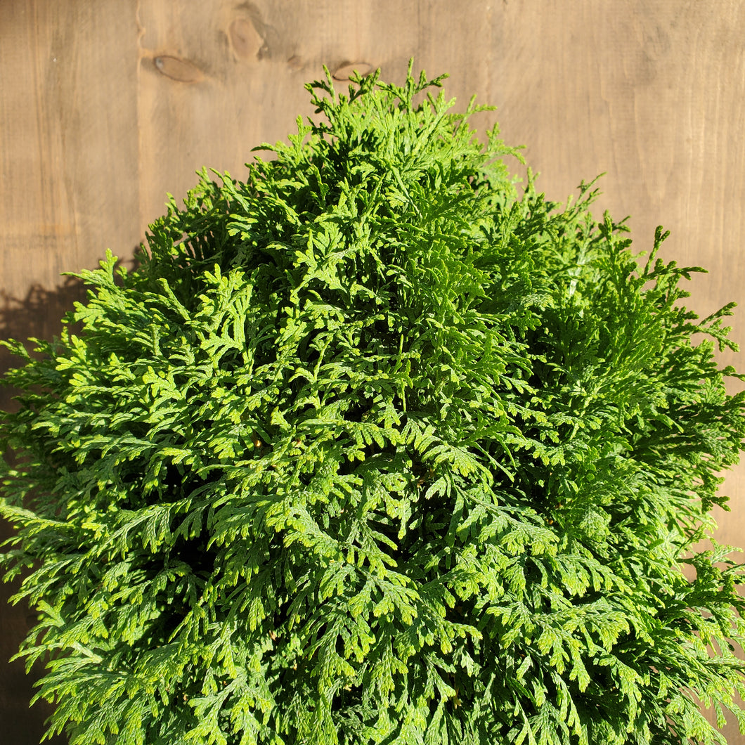 Thuja occidentalis 'Tater Tot®' - Tater Tot® Arborvitae
