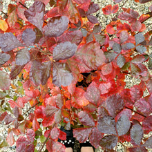 Load image into Gallery viewer, Rhus aromatic &#39;Gro-Low&#39; - Gro-Low Fragrant Sumac

