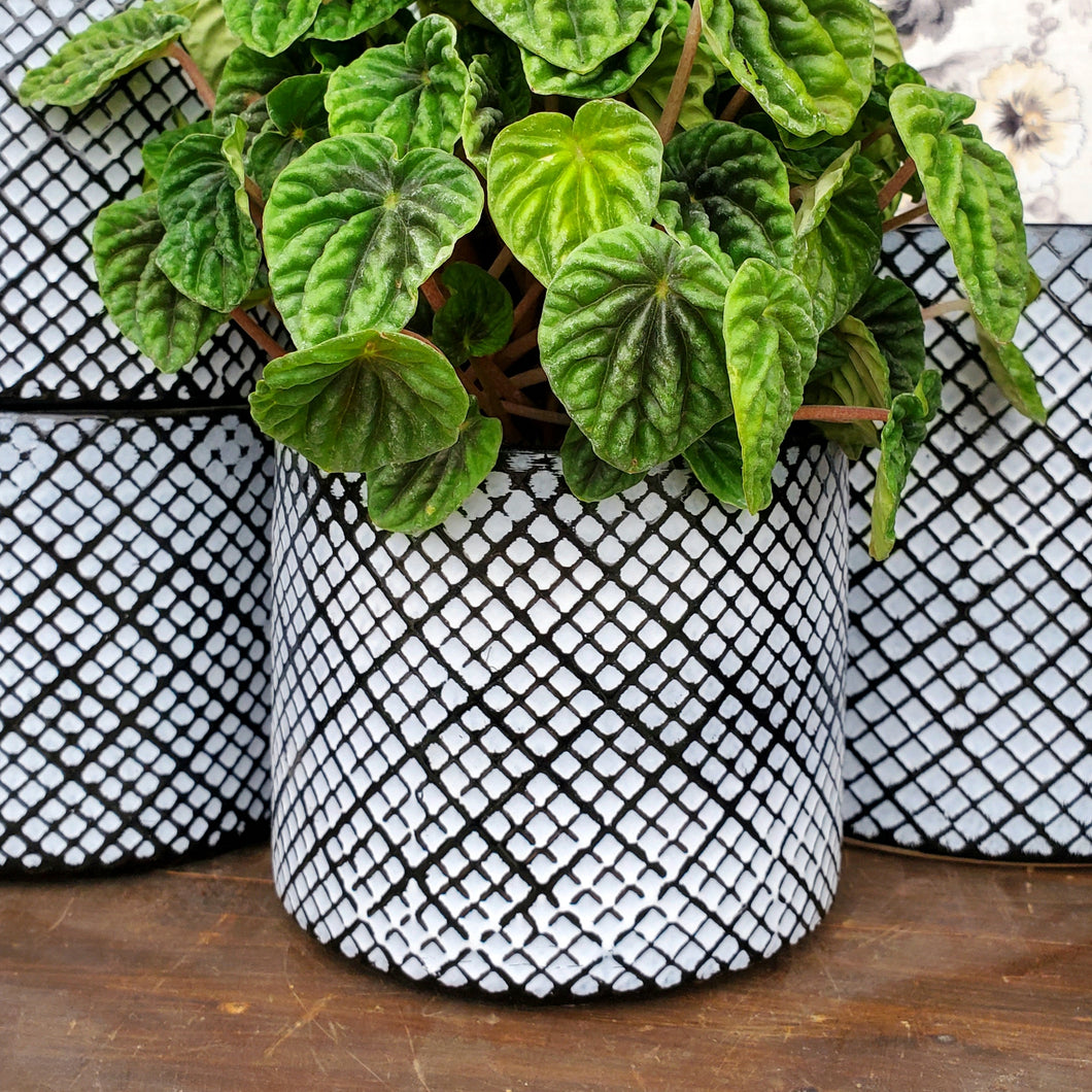 Sugar Cone Pot