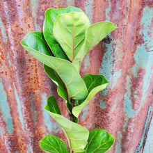 Load image into Gallery viewer, Ficus lyrata &#39;Bambino&#39; - Dwarf Fiddle Leaf Fig
