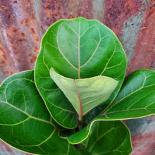 Load image into Gallery viewer, Ficus lyrata &#39;Bambino&#39; - Dwarf Fiddle Leaf Fig
