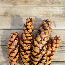 Load image into Gallery viewer, Pick - White Pine Pinecone (Natural)
