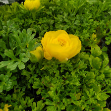 Load image into Gallery viewer, Ranunculus, Dwarf Sprinkles
