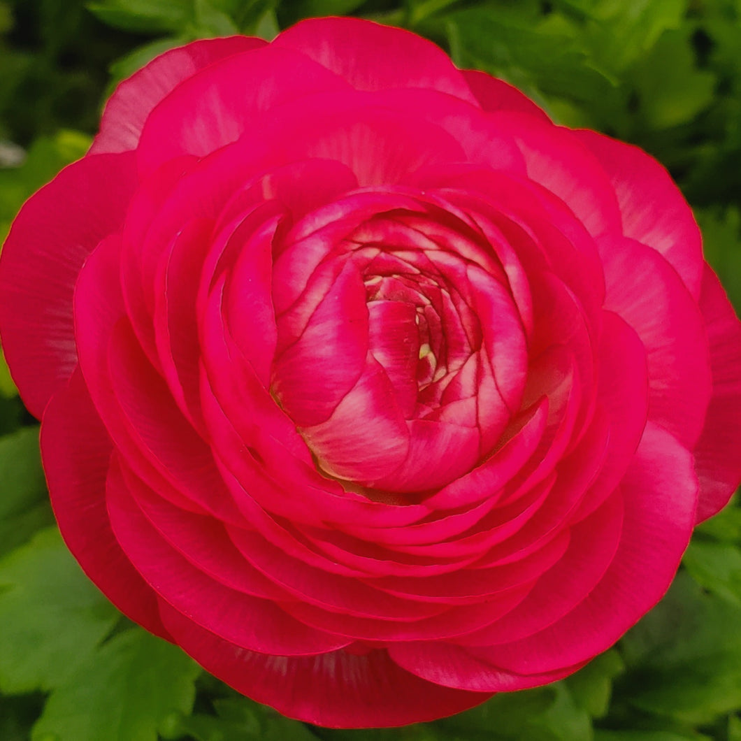 Ranunculus, Magic