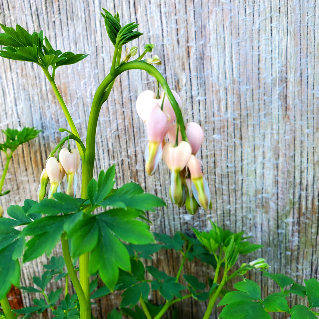 Dicentra spectabilis 'Cupid' - Cupid Bleeding Heart