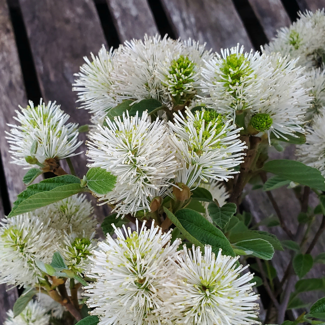 Fothergilla 'Mount Airy' - Dwarf Fothergilla