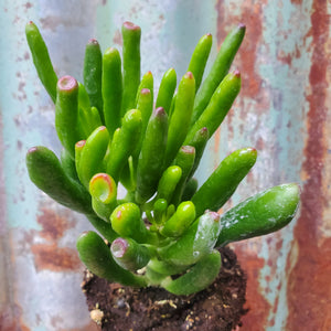 Hobbit Jade - Crassula ovata 'Hobbit'