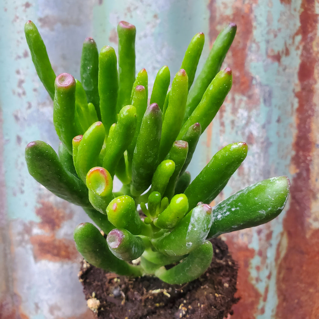 Hobbit Jade - Crassula ovata 'Hobbit'