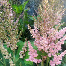 Load image into Gallery viewer, Astilbe chinensis &#39;Visions In Pink&#39; - Visions in PinkChinese Astilbe
