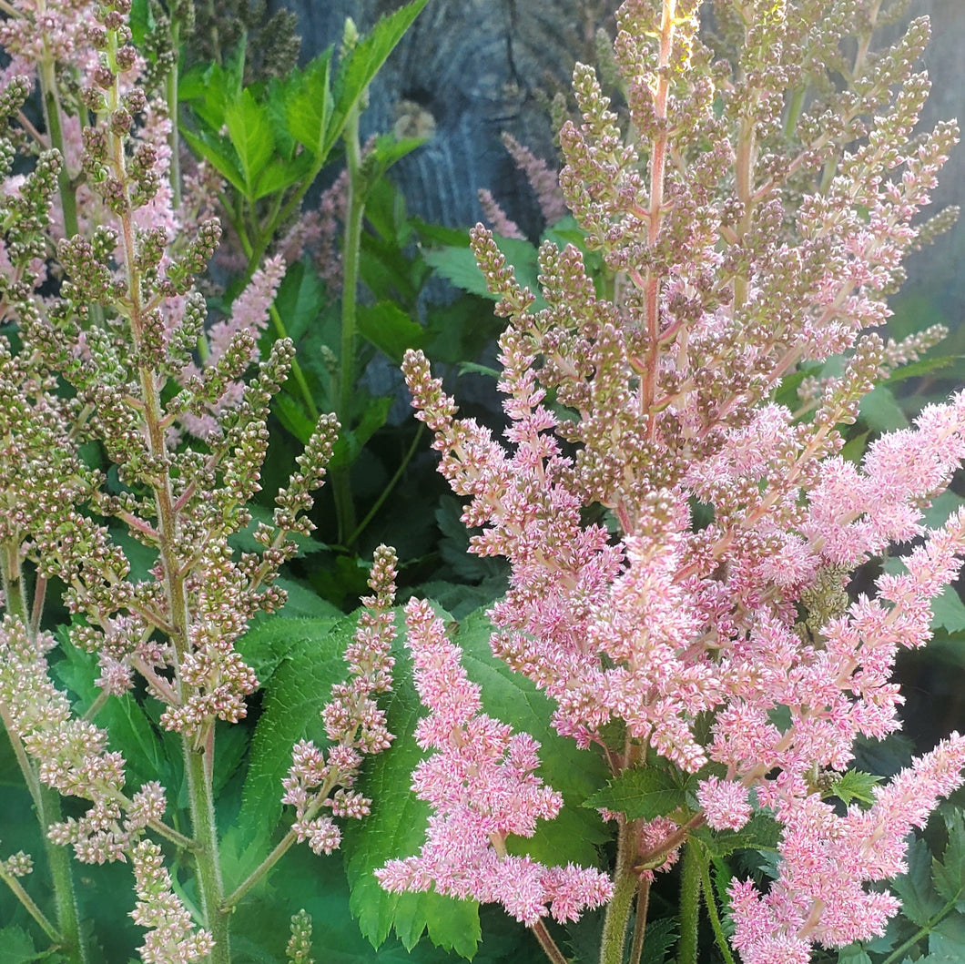Astilbe chinensis 'Visions In Pink' - Visions in PinkChinese Astilbe