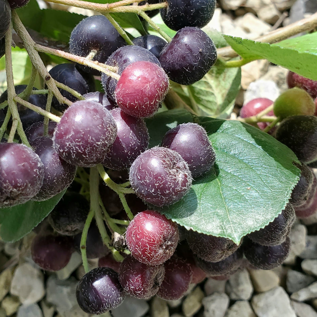 Aronia x prunifolia 'Nero' - Nero Purple Chokeberry