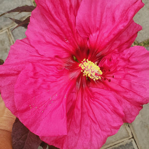 Hibiscus Summerific® 'Evening Rose' - Summerific® Evening Rose Rose Mallow