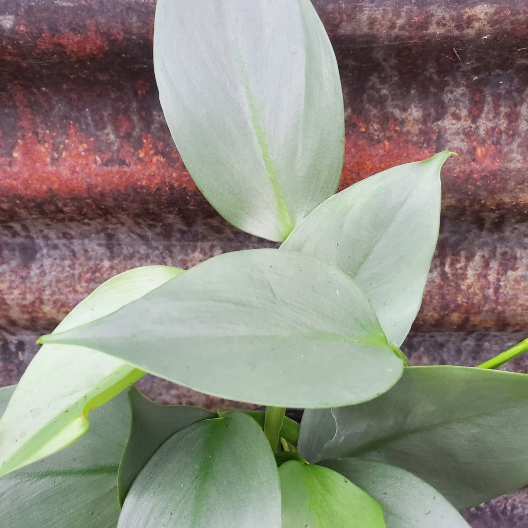 Philodendron 'Silver Sword' - Silver Sword Philodendron