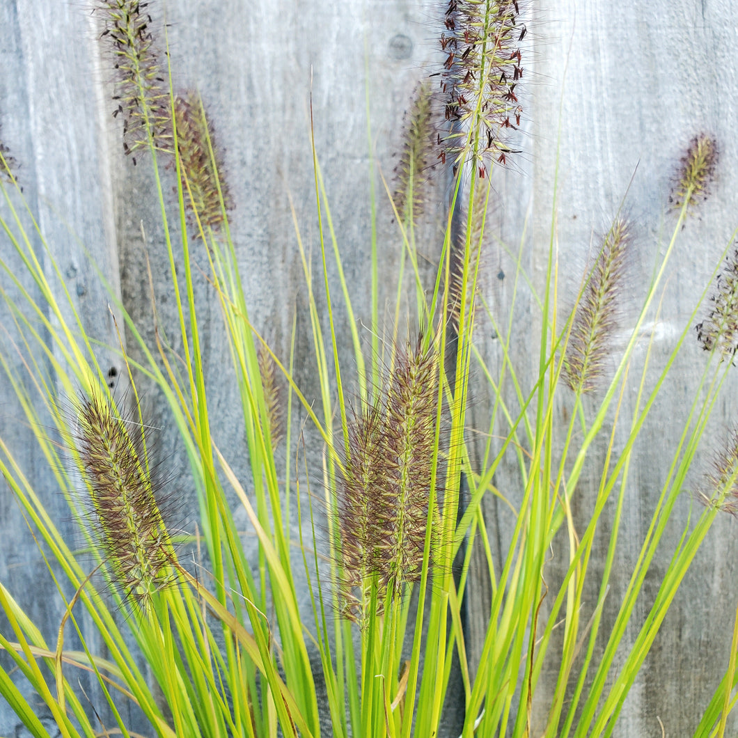 Pennisetum alopecuroides 'Lemon Squeeze - Prairie Winds® 'Lemon Squeeze' Fountain Grass