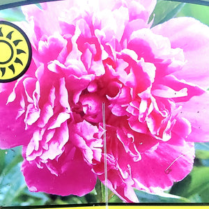 Paeonia 'Amabilis' - Amabilis Peony