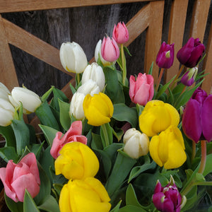 Spring Pot - Tulip