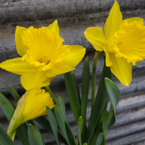 Spring Pot - Daffodil