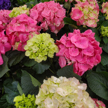 Load image into Gallery viewer, Hydrangea - Indoor Potted
