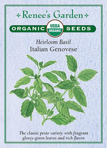 Basil Italian Genovese Organic