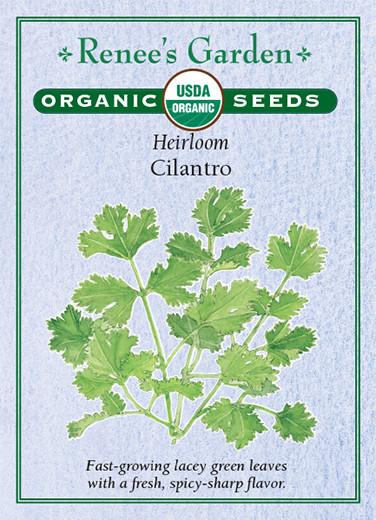 Cilantro Organic