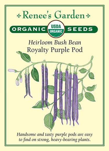 Bean Bush Royalty Purple Pod Organic 