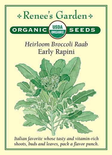 Broccoli Raab Early Rapini Organic