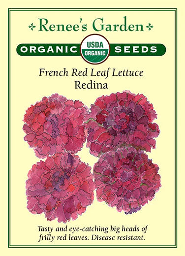 Lettuce Redina French Red Leaf Organic
