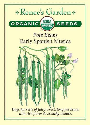 Bean Pole Spanish Musica Organic