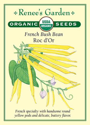 Bean Bush Roc d'Or Organic 