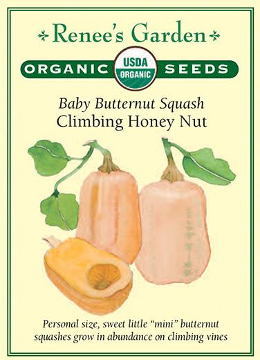 Squash Winter Baby Honey Nut Organic