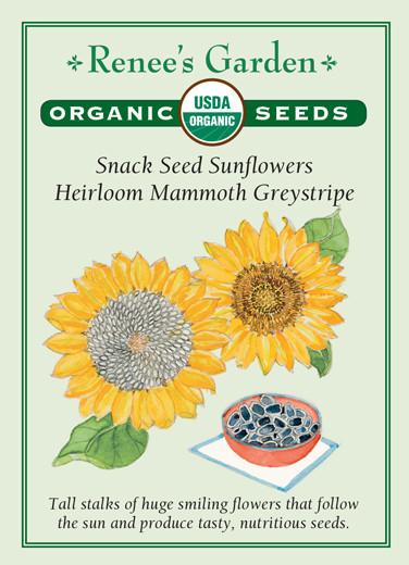 Sunflower Snack Mammoth Organic