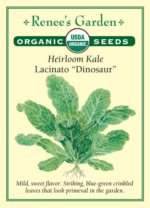 Kale Lacinato Dinosaur Organic
