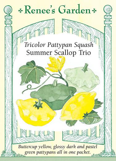 Squash Bush Summer Scallop Trio