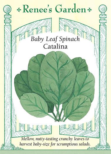 Spinach Baby Leaf Catalina