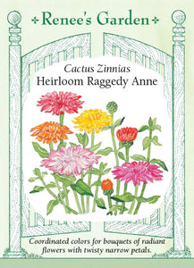 Zinnia Raggedy Anne Cactus