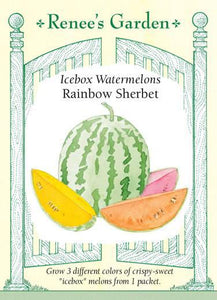 Watermelon Trio Rainbow Sherbet
