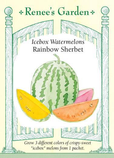  Watermelon Trio Rainbow Sherbet