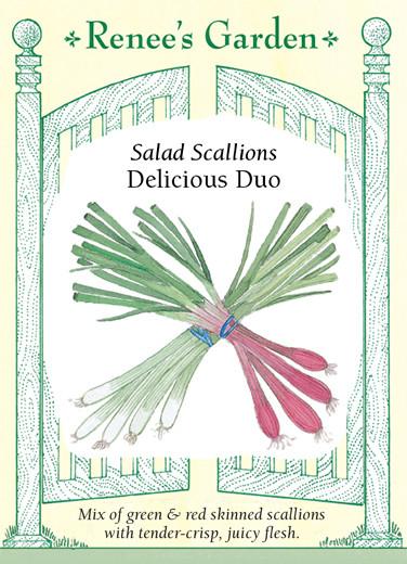  Onion Scallions Delicious Duo