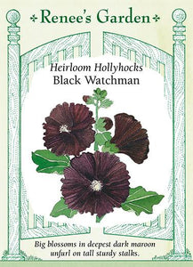 Hollyhock Black Watchman