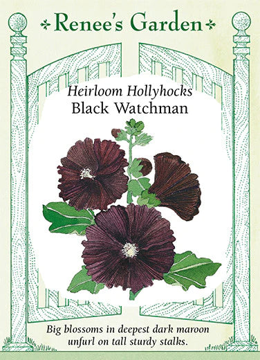 Hollyhocks Heirloom Black Watchman