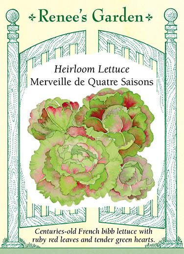Lettuce Bibb Merveille De 4 Saisons