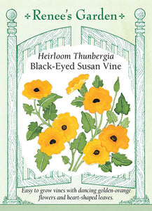 Thunbergia (Black-Eyed Susan Vine)